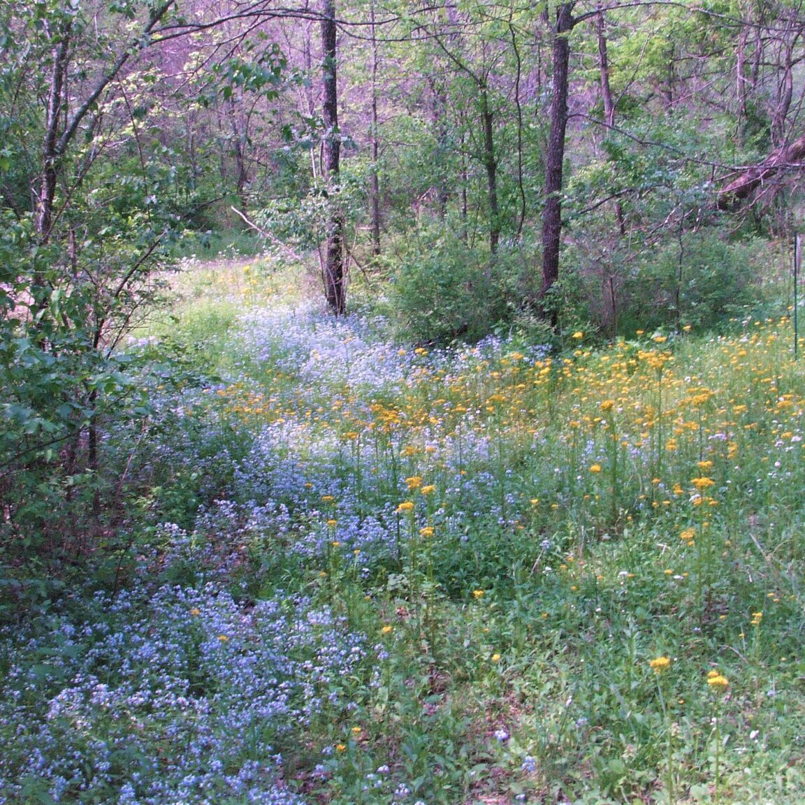 Blue-eyed-Mary-Meadow-0411-2