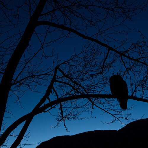 Owl Prowl 1