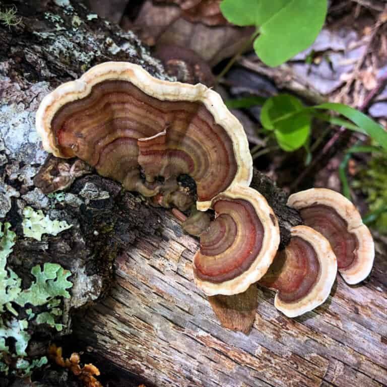 Wild-About-Fungi-1