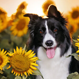 dog-day-at-the-sunflower-farm-nashville